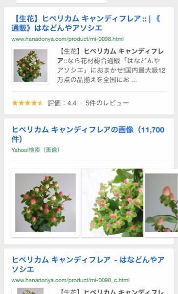 こちらの2種類のお花 何という名前の花かわかりますか 花は Blue Yahoo 知恵袋