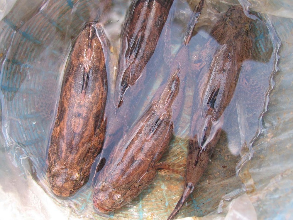 雷魚 ライギョ 食べたことある方はいらっしゃいますか どんな料理で食べまし Yahoo 知恵袋