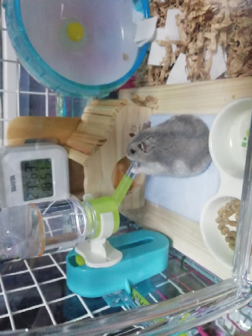 ハムスターの暑さ対策についてです 5月なのに30度超え また晩は Yahoo 知恵袋