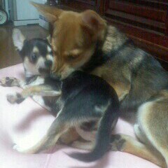 パピー犬がカーペット等をかじる件についてお世話になっておりますう Yahoo 知恵袋