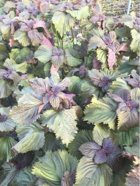 しその葉の色が紫色じゃなく緑色になるのは何が原因でしょうか 紫蘇は元 Yahoo 知恵袋