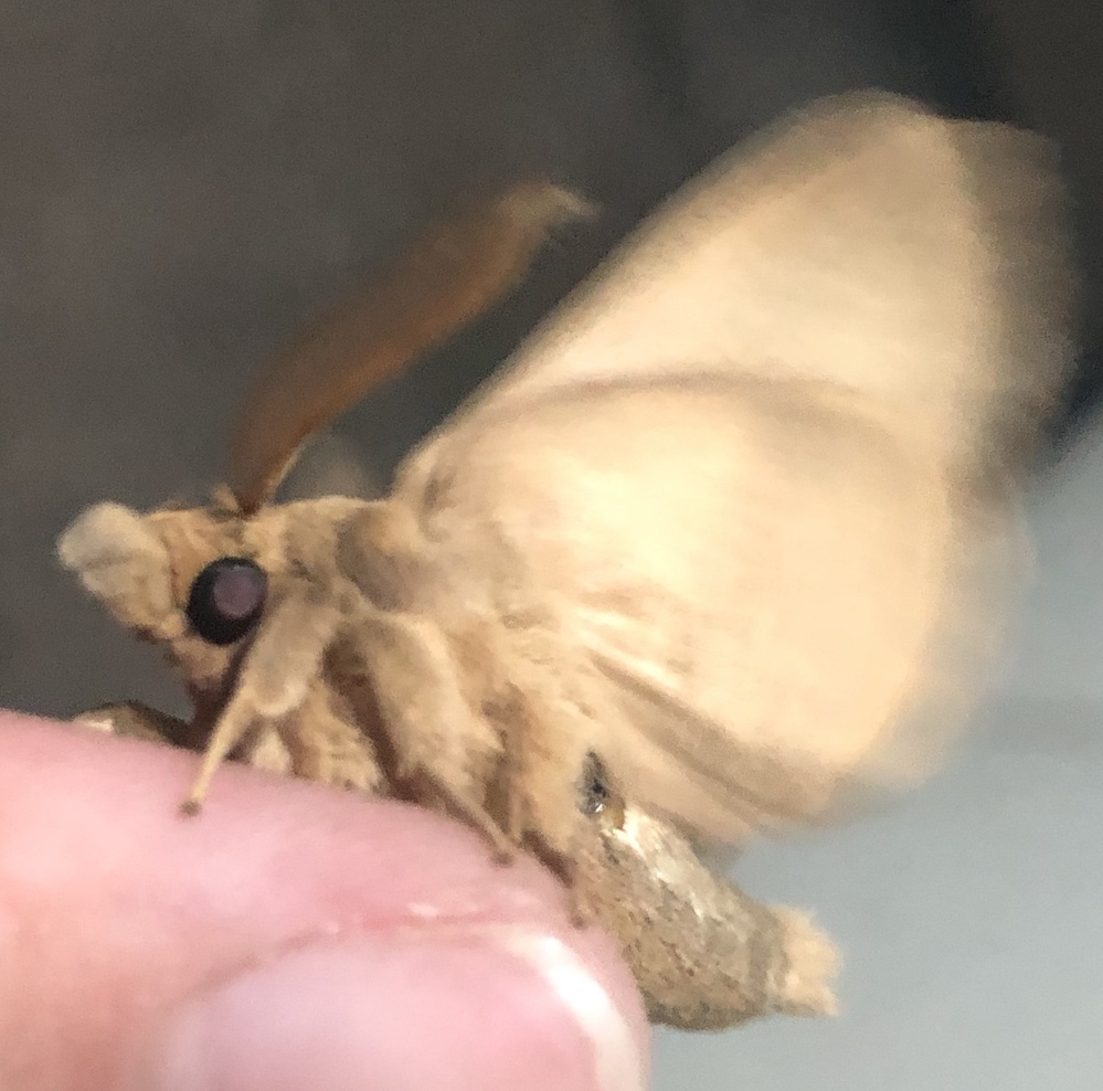 この蛾の名前を教えてください とっても可愛いので名前が知りたいです 鼻 Yahoo 知恵袋