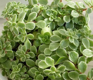 この植物の名前は何でしょうか おわかりになる方がおりましたら 教えて下さい Yahoo 知恵袋