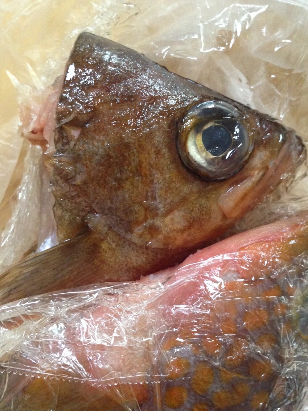 石川県珠洲市のスーパーで きんからばちめと呼ばれる魚を見ました Yahoo 知恵袋