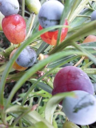 食べ られる 木の実 誕生 日 ライン 友達