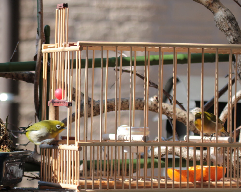 冬は野鳥も餌が少ないから 庭に餌台を作って 雀や野鳥に餌を与えていましたが Yahoo 知恵袋