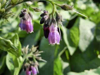 この花の名前を教えていただけますか 吸うと甘い蜜が出ました コンフ Yahoo 知恵袋