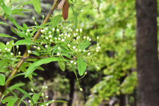 この植物の名前を教えてください カザンデマリ 花山手毬 分類 Yahoo 知恵袋
