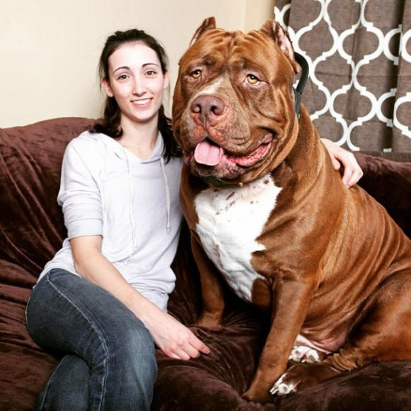 一番気性の荒い犬種を教えてください 私的には ピットブルかなと思いま Yahoo 知恵袋