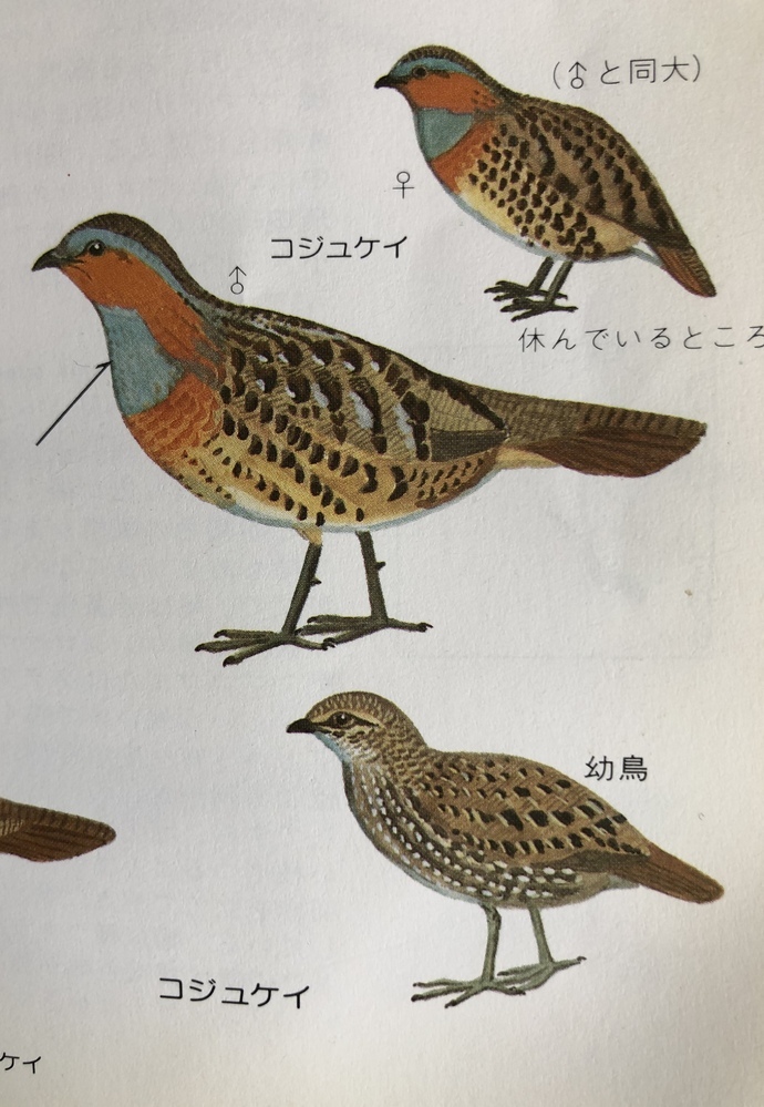 この雷鳥みたいな鳥の名前を教えて下さい 9月に長野県松本市上高地の徳澤園の Yahoo 知恵袋