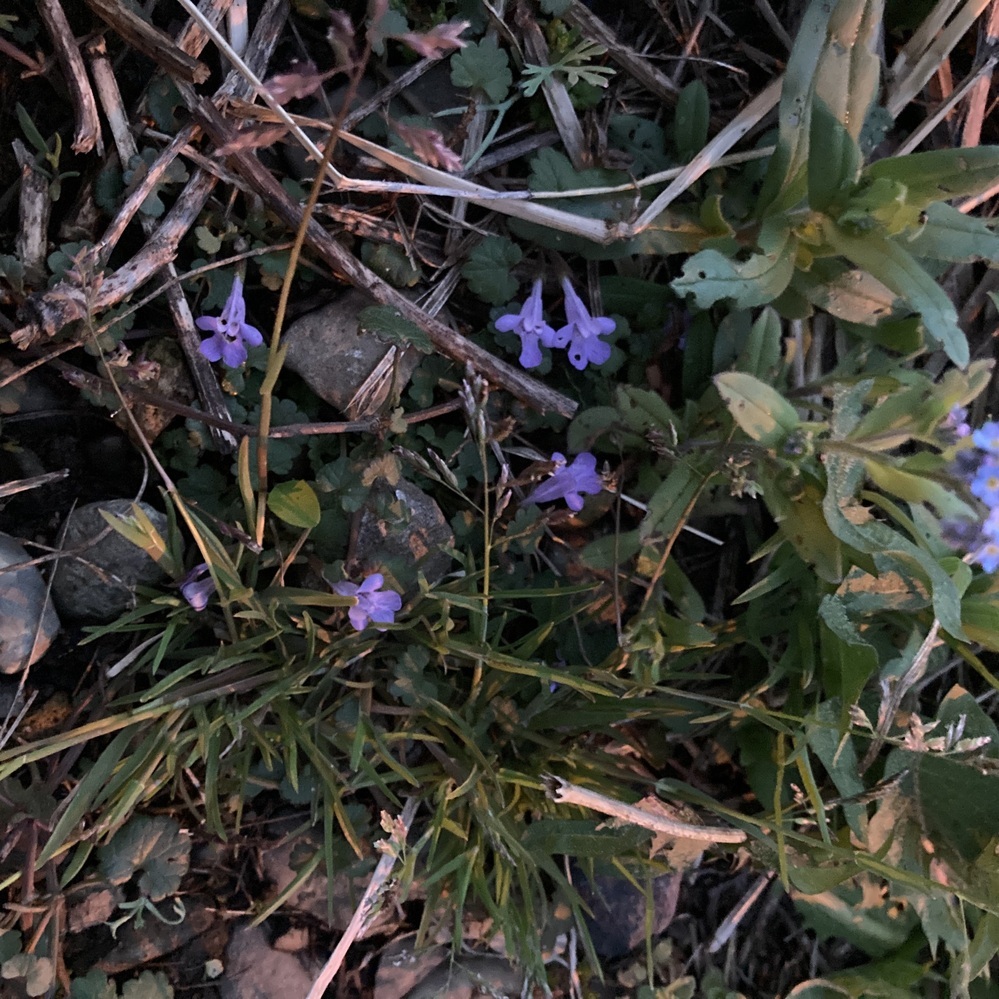 この青い花は何という雑草ですか？庭にあって、すごい根が張っていま... Yahoo!知恵袋