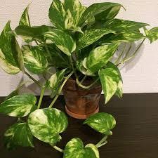 5 1にポトスを買いました 垂らして飾りたいと思っているのですが 綺麗 Yahoo 知恵袋