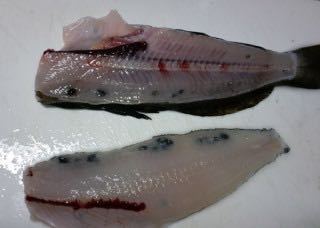 この魚はなんですか 食べられますか Yahoo 知恵袋