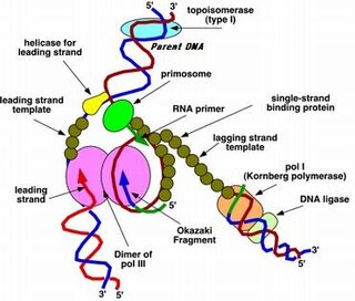 Yahoo!知恵袋1 ――岡崎フラグメントの発見
次の文を読み問1~4に答えよ。
大腸菌にT4ファージを感染させると、ファージは溶菌サイクルで増殖する。