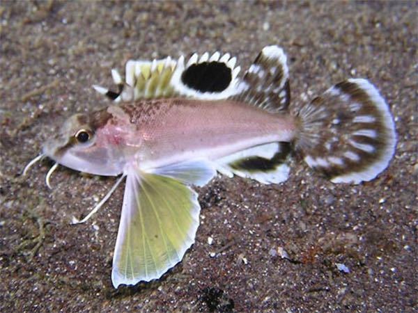 魚に詳しい方教えてください 写真の魚は何という魚でしょうか 顎に Yahoo 知恵袋