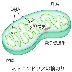 核とミトコンドリアと葉緑体の働きと大きさについての特徴を教えて頂 Yahoo 知恵袋