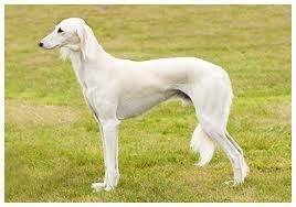 最も足が速い犬は何という犬種の犬でしょうか 瞬間最大速度も知りた Yahoo 知恵袋