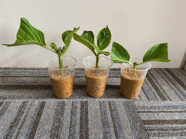 アジサイの挿し木について質問です 葉と茎が黒くなり枯れてきました Yahoo 知恵袋