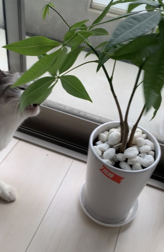 パキラと猫の共存について質問です 猫飼いでも安全な観葉植物という事で パキ Yahoo 知恵袋