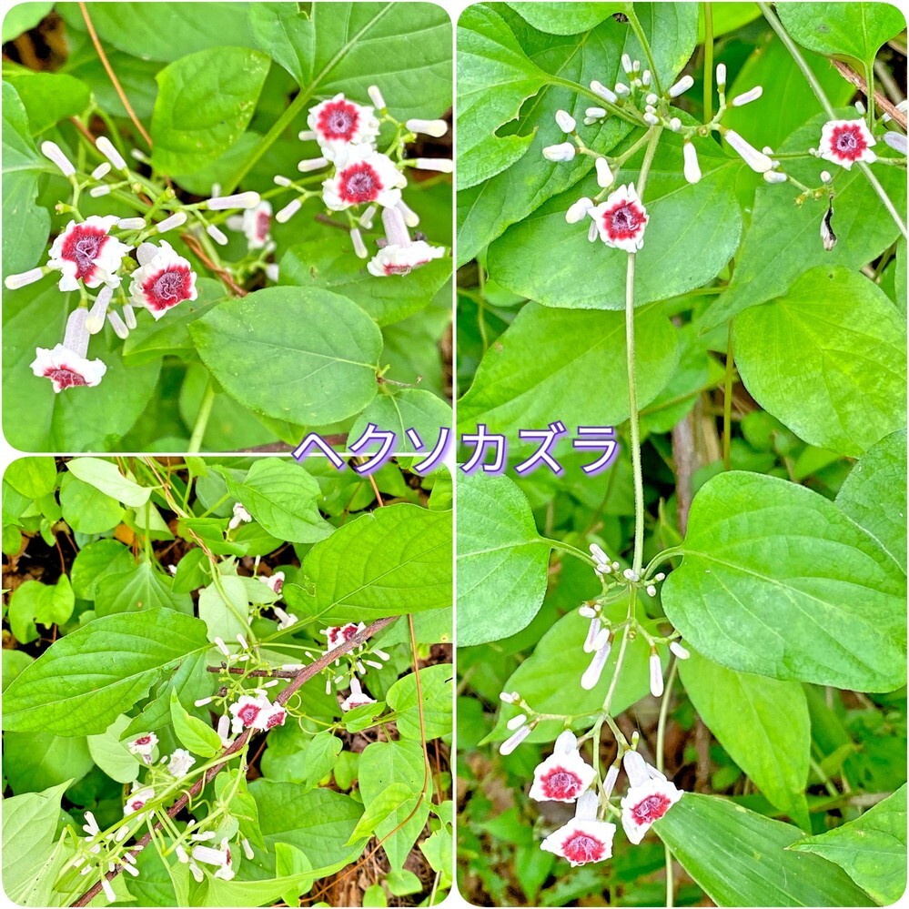 これは ヘクソカズラ でしょうか 昨日中国地方の林道沿いで Yahoo 知恵袋