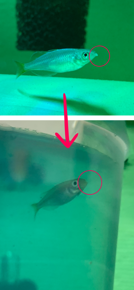 熱帯魚の飼育について現在 30cm水槽にネオンドワーフレインボーを3匹飼育 Yahoo 知恵袋