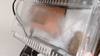 レプティギアでレオパを飼育している方に質問です。 - 今現在