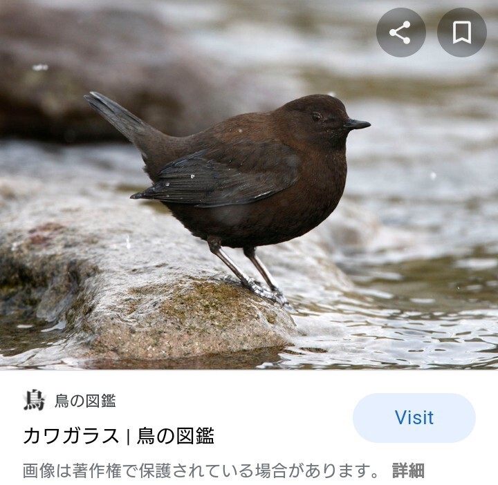 都内なのですが 最近ずっと通気口にとまっている黒い鳥がいて困って Yahoo 知恵袋