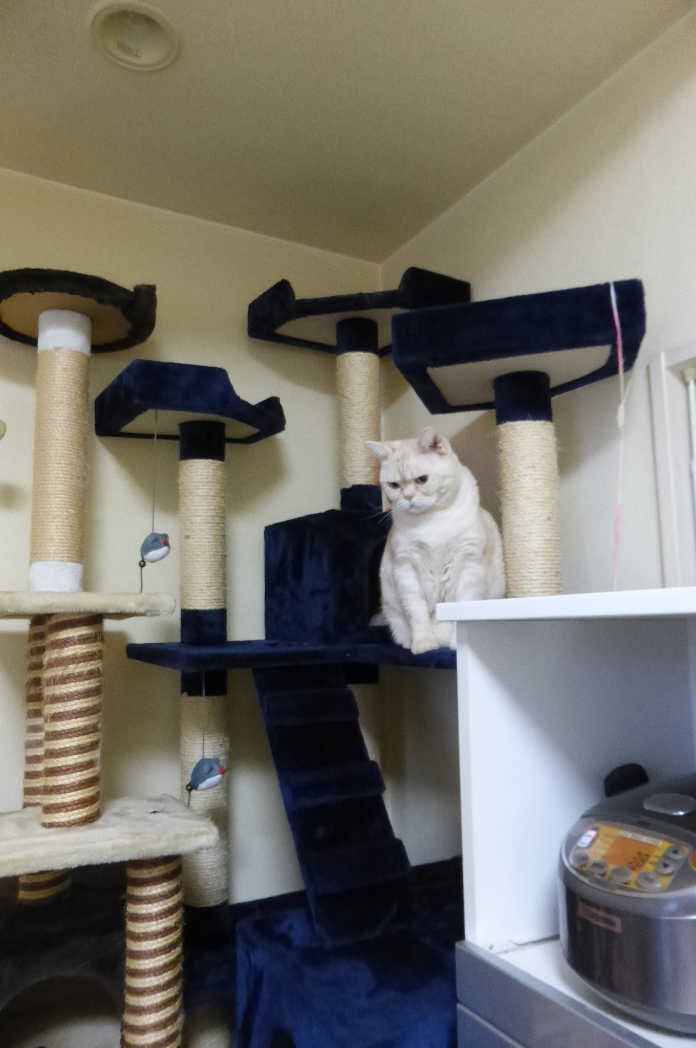 おすすめのキャットフードを教えてください ドライフード ウェットフード Yahoo 知恵袋