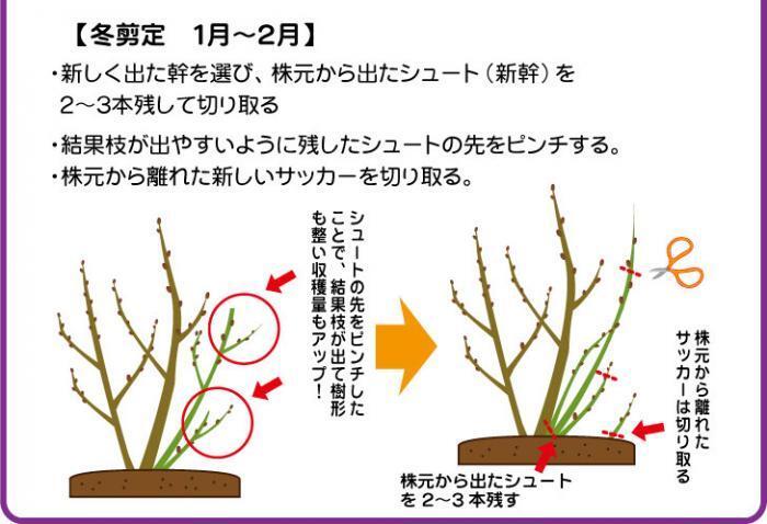 ブルーベリーの剪定です 10年以上の大きな木です 地面から Yahoo 知恵袋