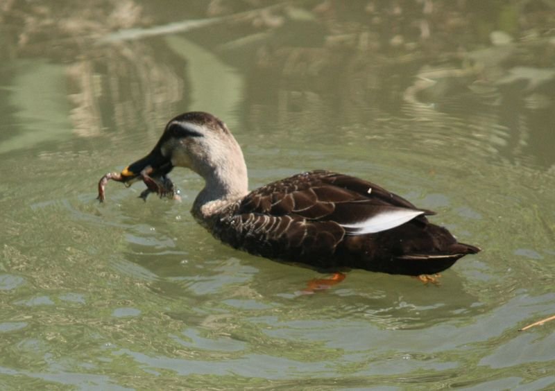 池にいる鴨って何を食べてますか カモと言っても 淡水に住む Yahoo 知恵袋