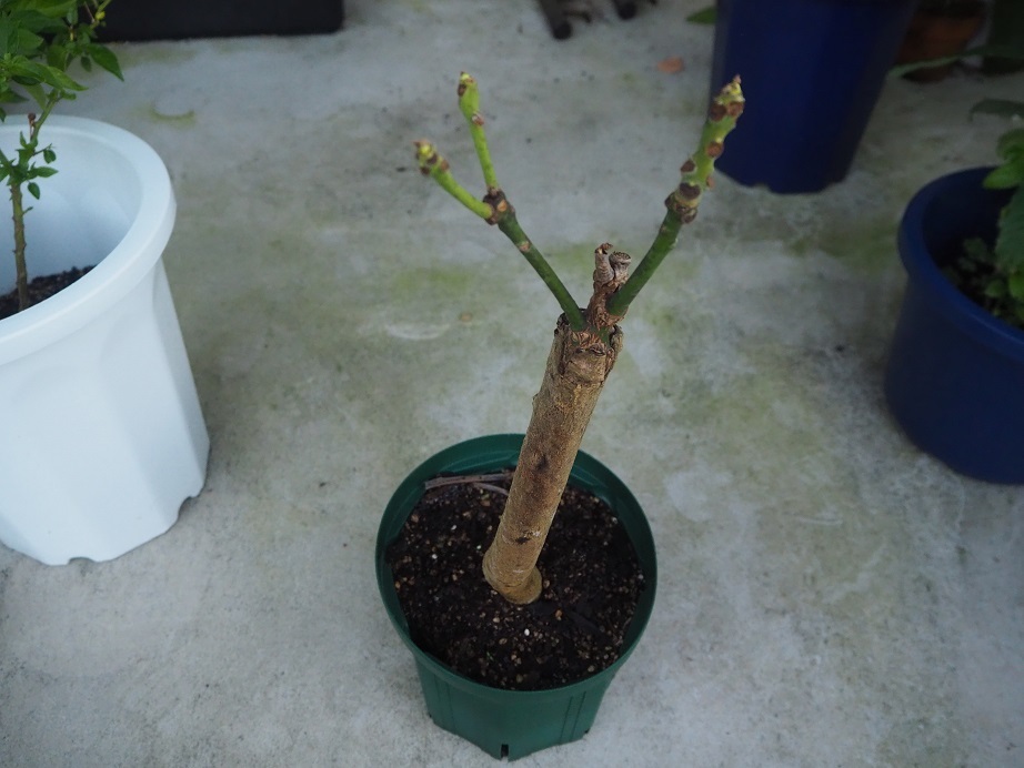 マンゴー苗木の枝が冬の寒さで堅くなり 指で折れてしまう状態だと枯死してしま Yahoo 知恵袋