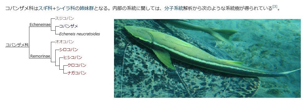 サメにくっついているこの魚なんですか Yahoo 知恵袋