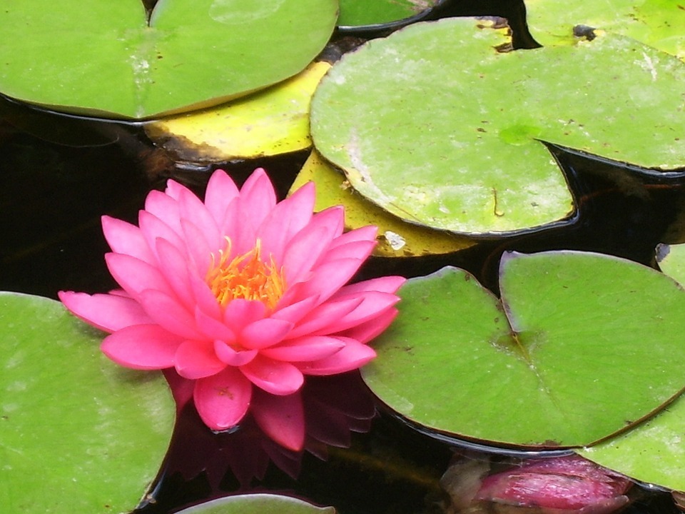 蓮の花は水だけでは育ちませんか 土に植えないとダメでしょうか 以前 Yahoo 知恵袋