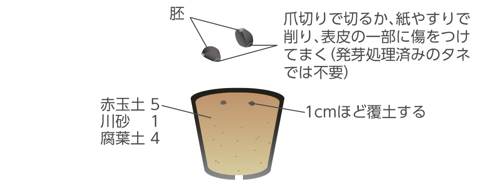 朝顔を植えたいのですが 種から栽培する場合 種が発芽するまで 水に浸した方 Yahoo 知恵袋