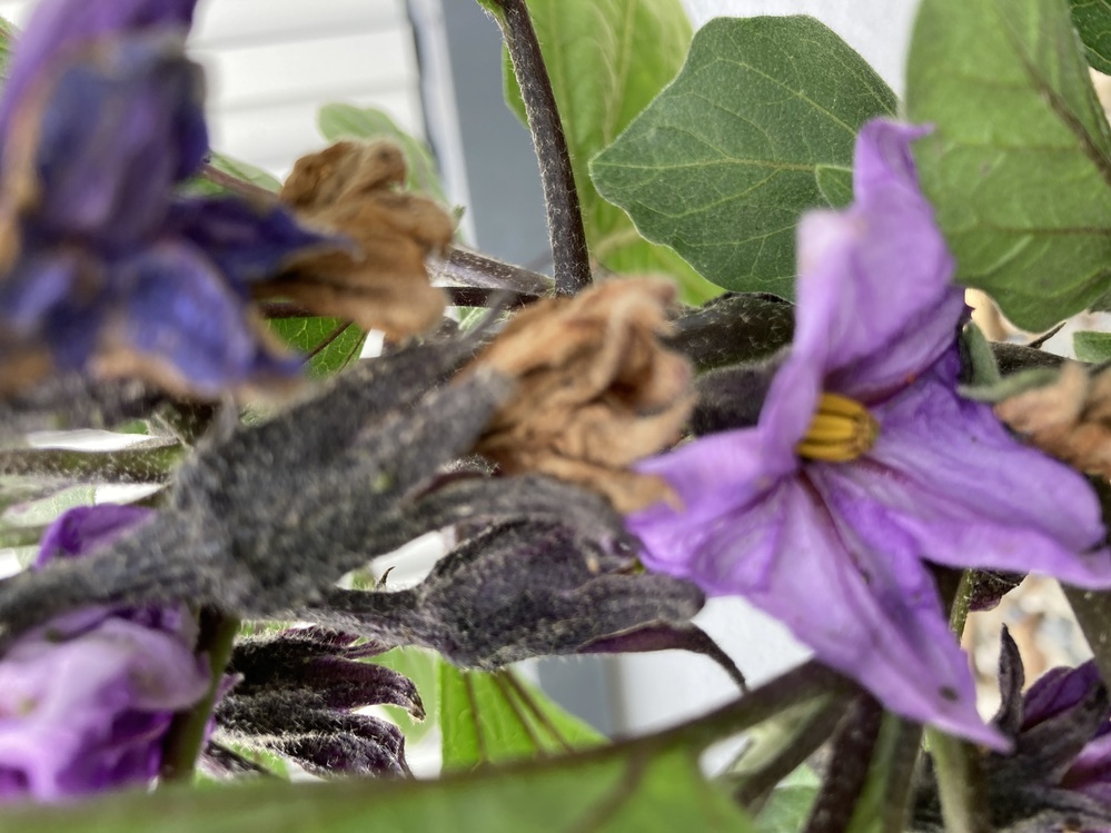 ナスの苗を植えました 背丈30センチくらいなのですが 花が密集し Yahoo 知恵袋