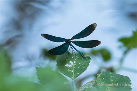 スピリチュアル観点から見たカトンボが寄ってくる意味 理由とは カ Yahoo 知恵袋
