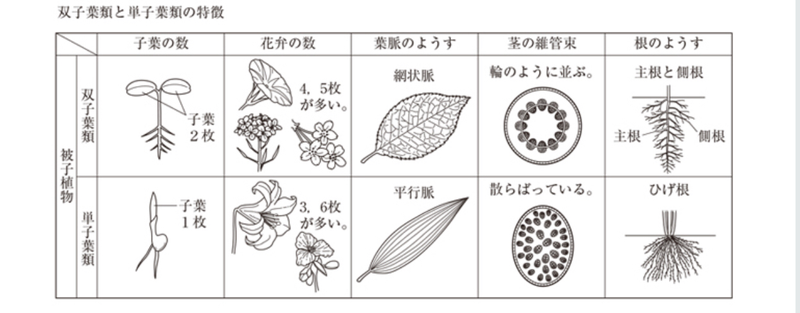 朝顔のひげ根が切れてしまいました 先日子供が学校から朝顔を持ち帰って Yahoo 知恵袋