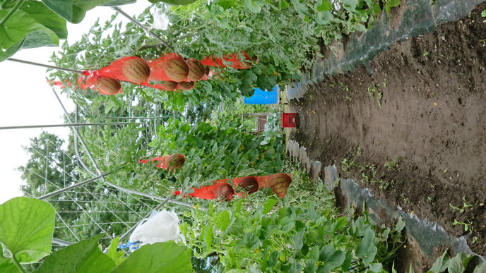 スイカを植えてるんですが雄花ばかり咲いて雌花が咲かないのは何故で Yahoo 知恵袋