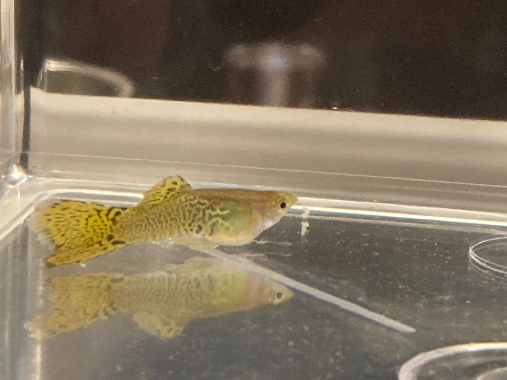 オスのグッピー 腹水病について２ 3日くらい前にオスのグッピーのお腹が少し Yahoo 知恵袋