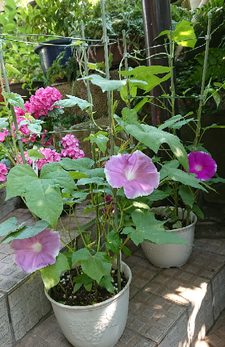 小学生の定番 朝顔の観察 の宿題で 困ってます 学校で花も咲き Yahoo 知恵袋