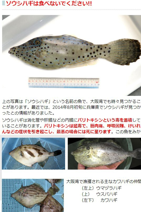 これは何て魚ですか カワハギですか Yahoo 知恵袋