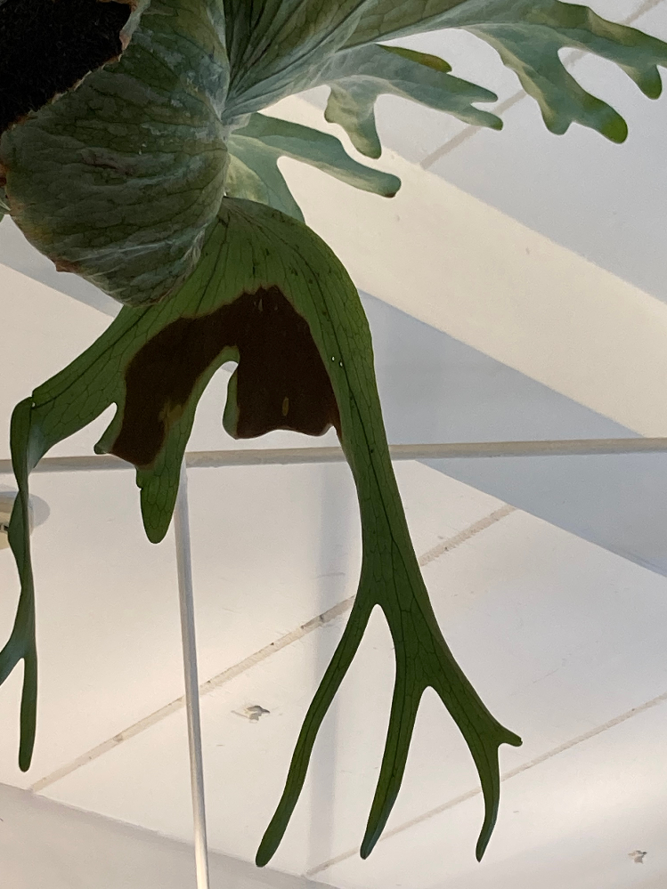 グランデとして買ったものですがグランデなのかスパーバムなのかわか Yahoo 知恵袋