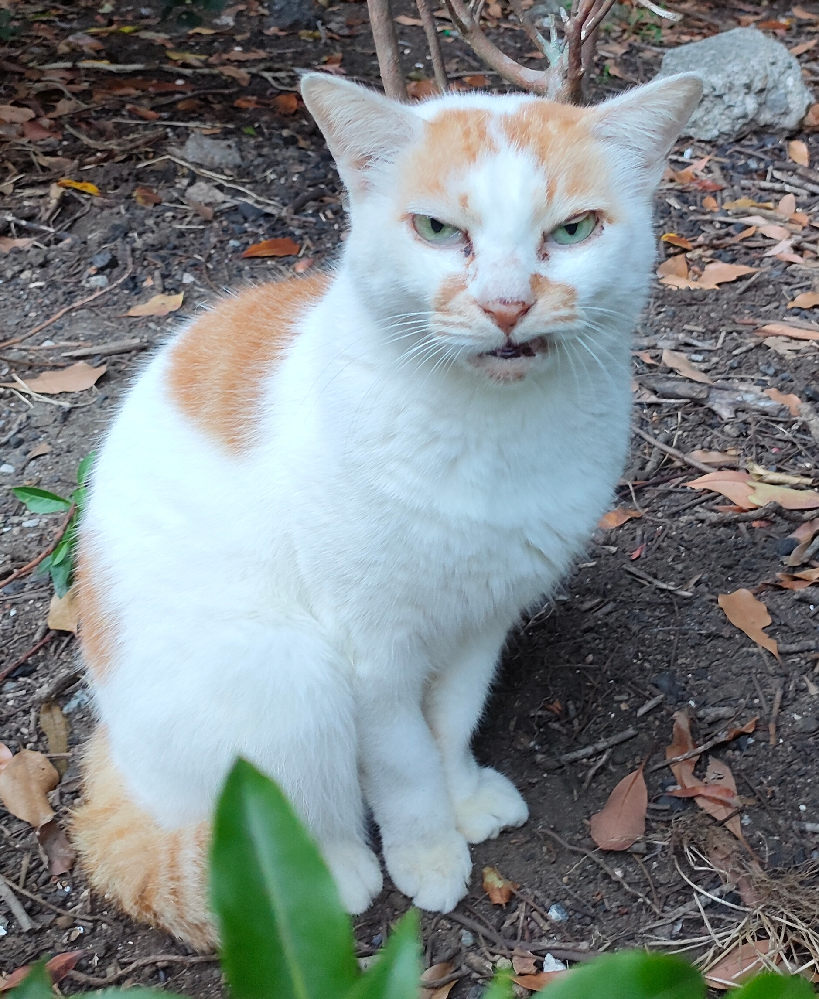 野良猫はどうしてみんな目つきが悪いのでしょうか。先日、野良猫がた 