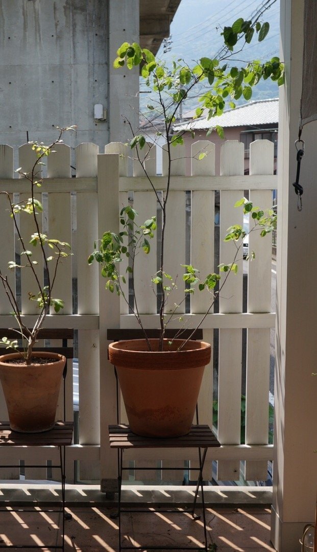 ジューンベリーの鉢植えについて教えて下さい 鉢植えのジューンベリーの元気が Yahoo 知恵袋