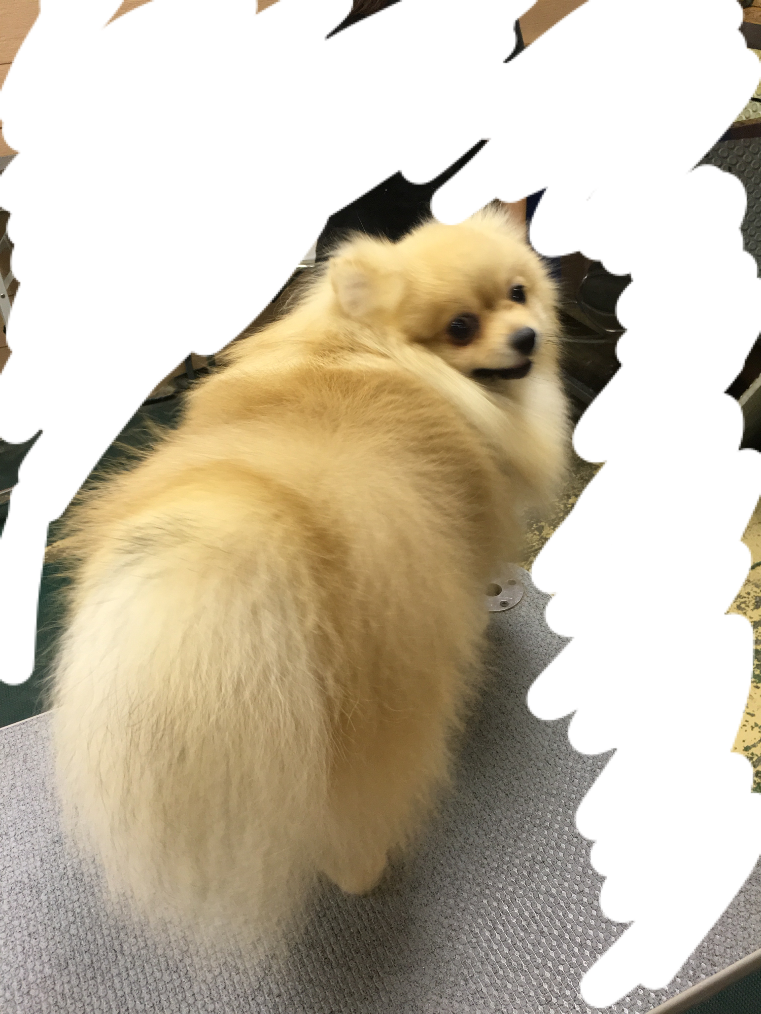 生後11ヶ月 飼い始めて9ヶ月のポメラニアンを飼っています 梅雨に入り湿度 Yahoo 知恵袋