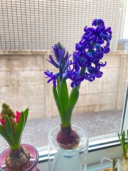 ヒヤシンスの水栽培についての質問です 1番花が咲いて１週間 Yahoo 知恵袋