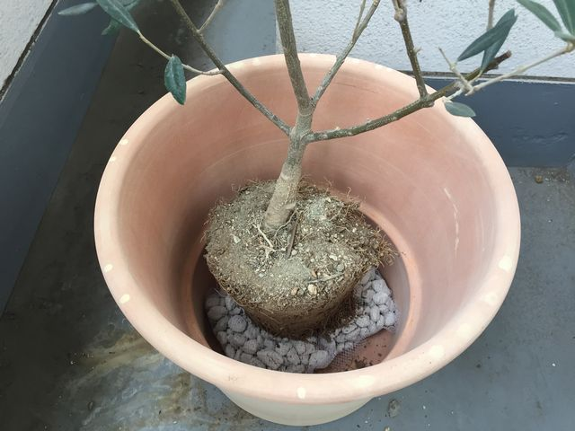 オリーブの木を鉢植えで育てています 今2mくらいです 買ってきた Yahoo 知恵袋