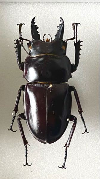 自宅で20年前採集品標本箱の中でよくわからないクワガタの標本を見