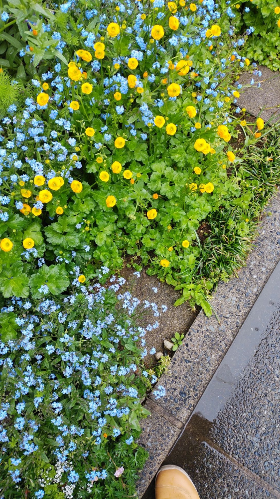 ラナンキュラスのゴールドコインを植えて初めての花期です ランナーがす Yahoo 知恵袋