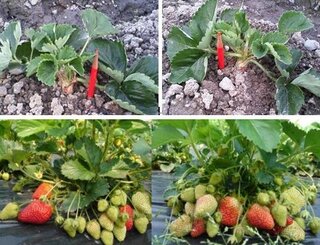 １１月 イチゴ定植時の肥料について 家庭菜園でイチゴ栽培をしてい Yahoo 知恵袋